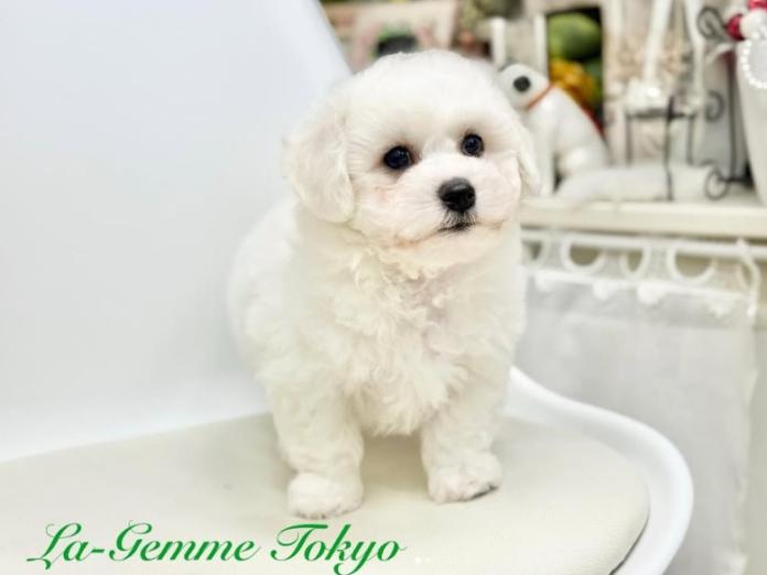 ビションフリーゼ(1242)の子犬情報