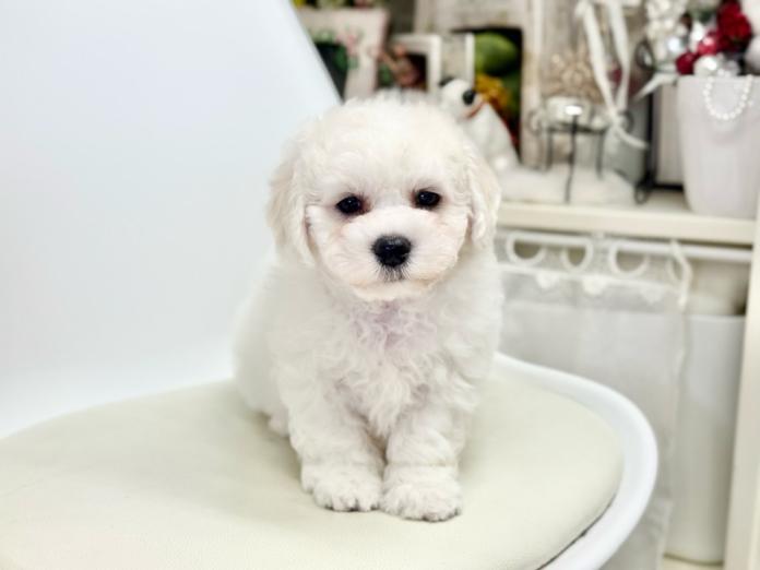 ビションフリーゼ(東京都・男の子・2026/02/02・ホワイト)の子犬情報! | 石井 貴之ブリーダー(1242)