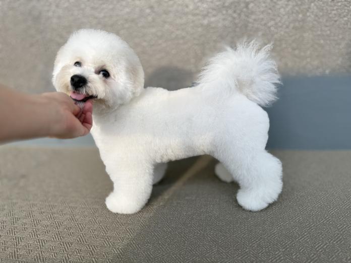ビションフリーゼ(1509)の子犬情報