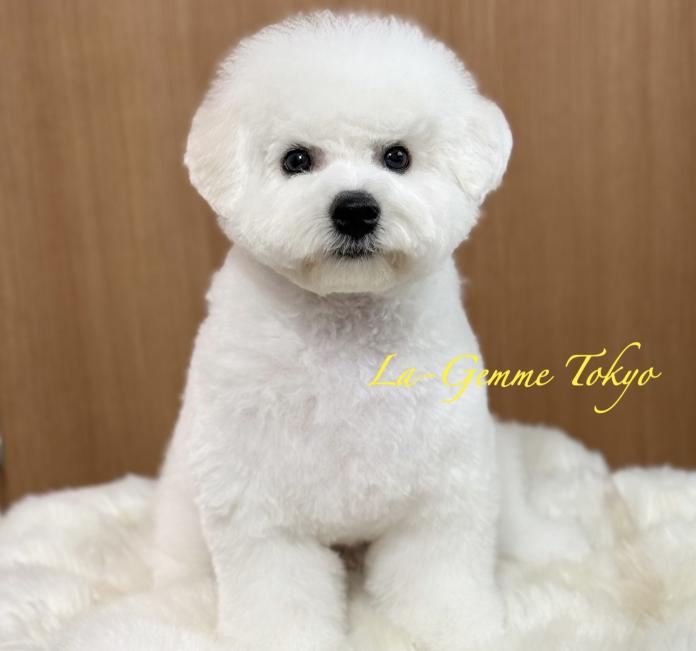 ビションフリーゼ(1510)の子犬情報