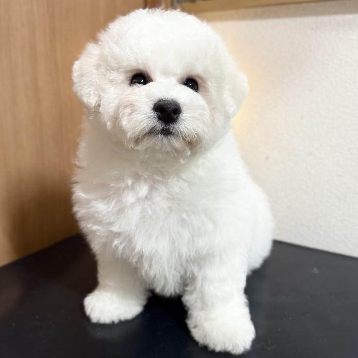 犬のプロフィール画像