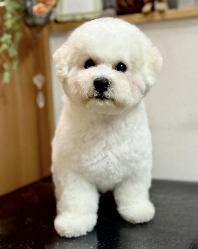 犬のプロフィール画像