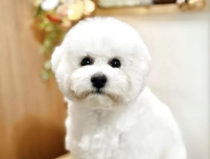 犬のプロフィール画像