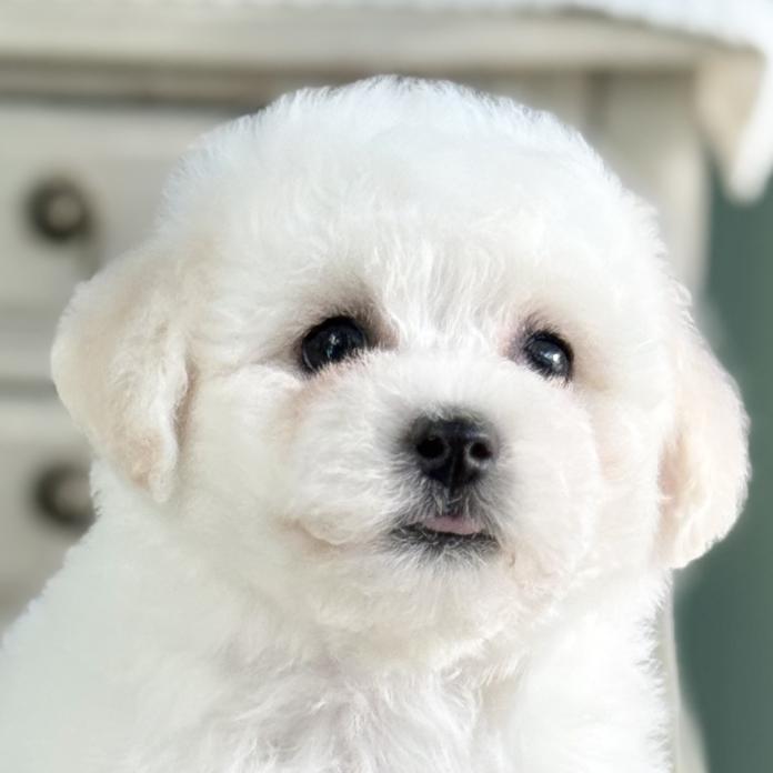犬のプロフィール画像