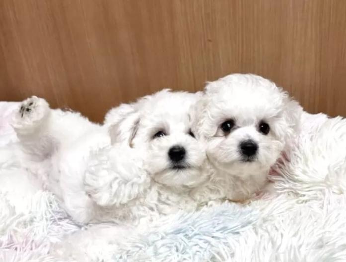 犬のプロフィール画像