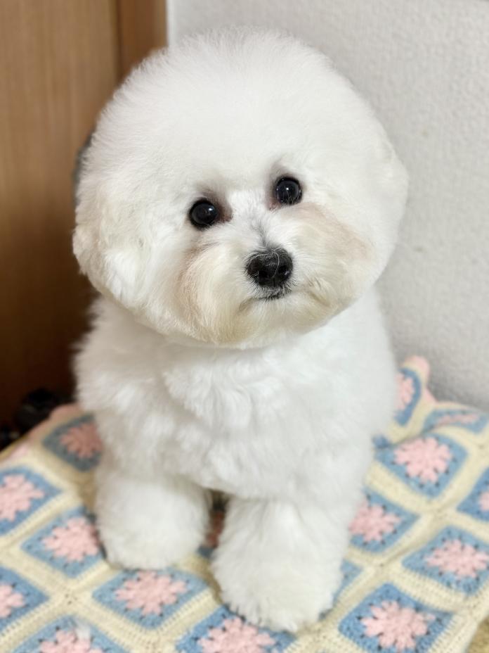 ビションフリーゼ(東京都・男の子・2025/06/26・ホワイト)の子犬情報! | 石井 貴之ブリーダー(563)