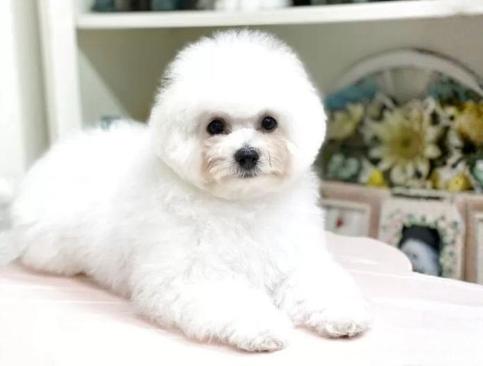 ビションフリーゼ(東京都・女の子・2025/06/26・ホワイト)の子犬情報! | 石井 貴之ブリーダー(675)