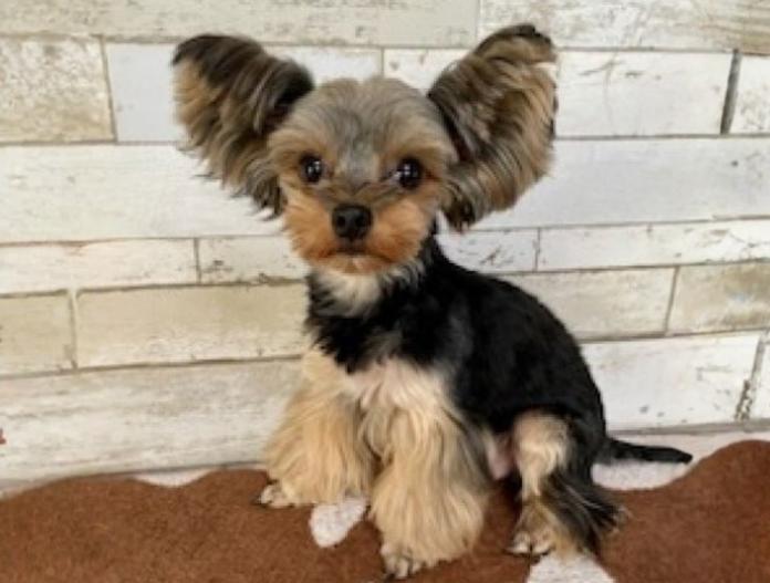 犬のプロフィール画像