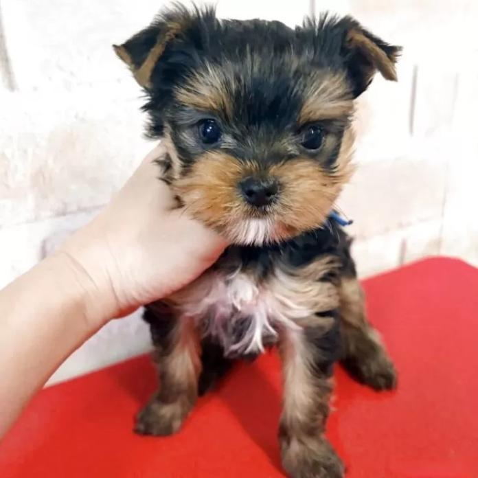 ヨークシャーテリア(埼玉県・男の子・2026/03/27・スチールブルータン)の子犬情報! | 伊藤 智美ブリーダー(1380)