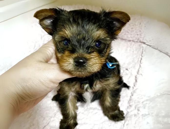 犬のプロフィール画像