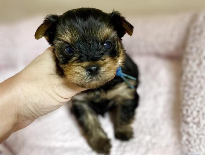 ヨークシャーテリア(埼玉県・男の子・2025/11/26・スチールブルータン)の子犬情報! | 伊藤 智美ブリーダー(986)