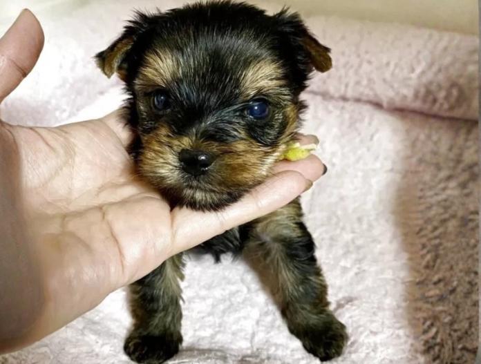 ヨークシャーテリア(埼玉県・男の子・2025/11/26・スチールブルータン)の子犬情報! | 伊藤 智美ブリーダー(987)