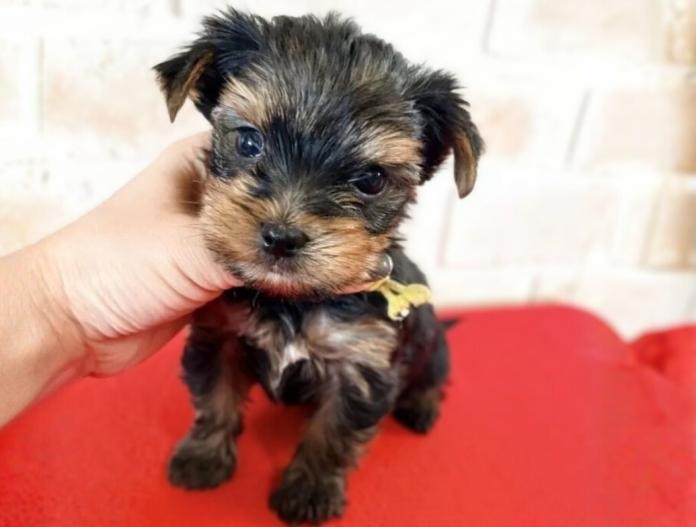 ヨークシャーテリア(埼玉県・男の子・2025/11/26・スチールブルータン)の子犬情報! | 伊藤 智美ブリーダー(987)