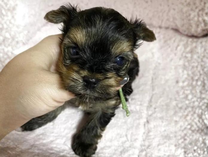 ヨークシャーテリア(埼玉県・男の子・2025/11/26・スチールブルータン)の子犬情報! | 伊藤 智美ブリーダー(988)