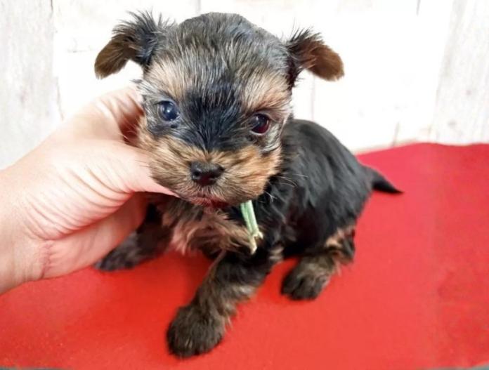 ヨークシャーテリア(埼玉県・男の子・2025/11/26・スチールブルータン)の子犬情報! | 伊藤 智美ブリーダー(988)