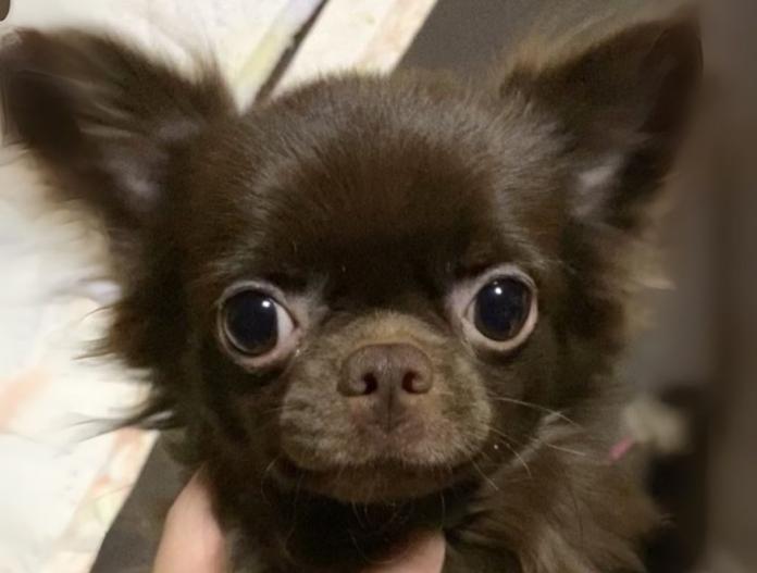 親犬のプロフィール画像