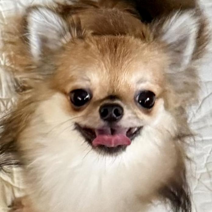 犬のプロフィール画像