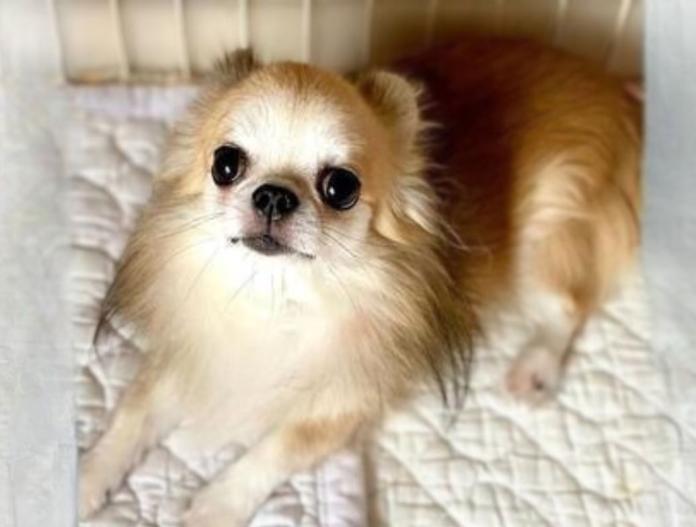犬のプロフィール画像