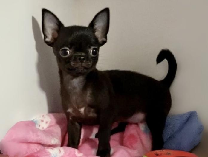 親犬のプロフィール画像