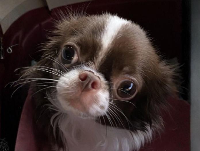 犬のプロフィール画像