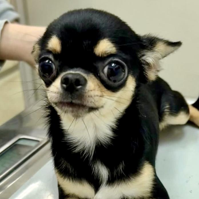 犬のプロフィール画像