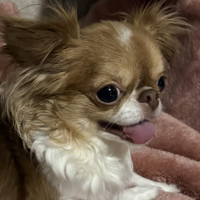 犬のプロフィール画像
