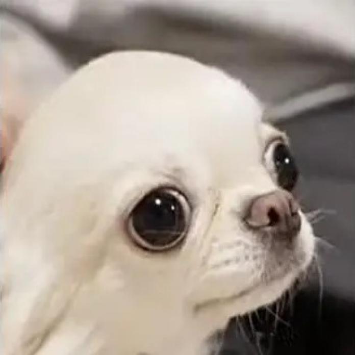 犬のプロフィール画像