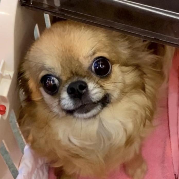 犬のプロフィール画像