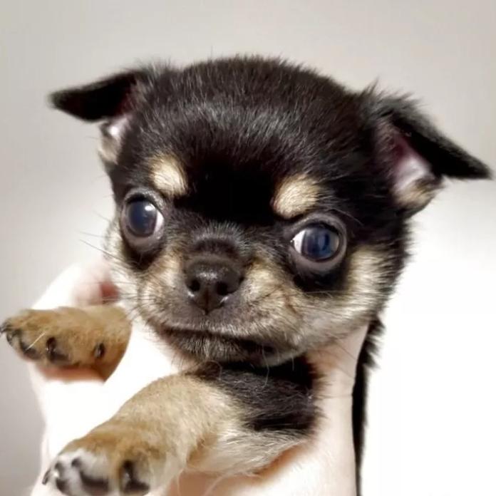 チワワ(スムース)(東京都・男の子・2026/01/26・ブラックタン&ホワイト)の子犬情報! | 内藤 めぐみブリーダー(1214)