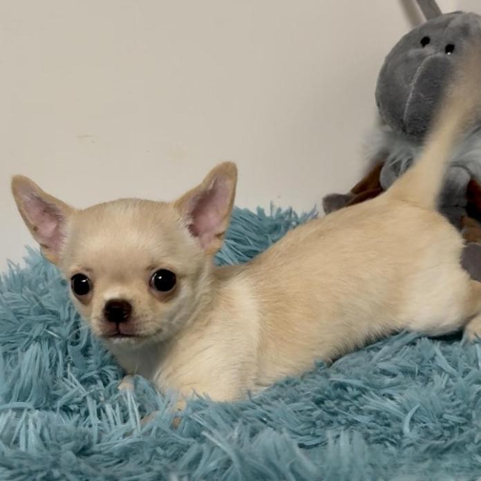 チワワ(スムース)(東京都・男の子・2026/02/07・クリーム)の子犬情報! | 内藤 めぐみブリーダー(1292)