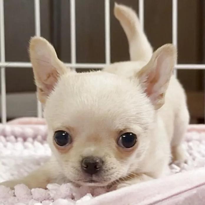 チワワ(スムース)(東京都・男の子・2026/02/07・クリーム)の子犬情報! | 内藤 めぐみブリーダー(1292)