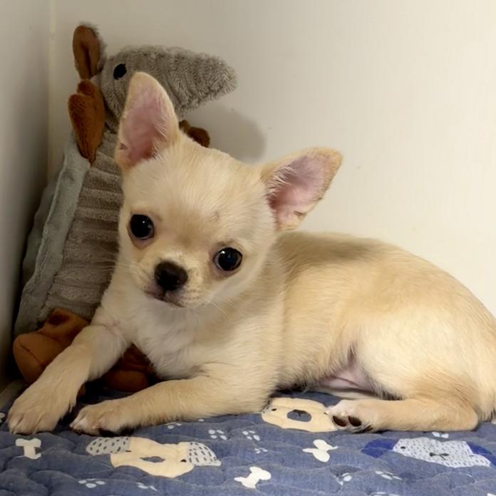 チワワ(スムース)(1292)の子犬情報