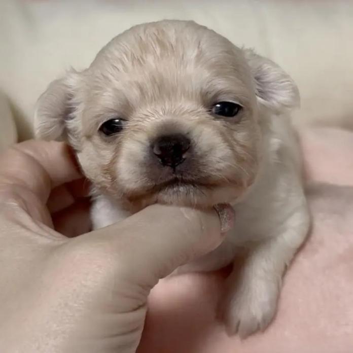 チワワ(ロング)(東京都・男の子・2026/03/18・クリーム)の子犬情報! | 内藤 めぐみブリーダー(1336)