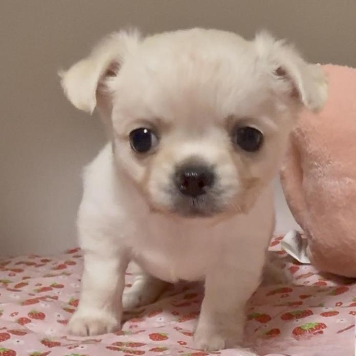 チワワ(ロング)(東京都・男の子・2026/03/18・クリーム)の子犬情報! | 内藤 めぐみブリーダー(1336)