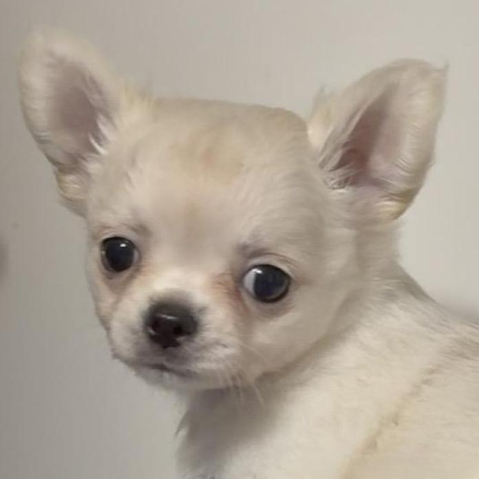 チワワ(ロング)(1336)の子犬情報