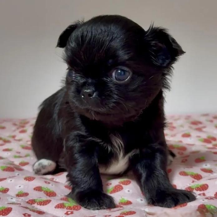 チワワ(ロング)(東京都・女の子・2026/03/13・ブラック＆ホワイト)の子犬情報! | 内藤 めぐみブリーダー(1337)