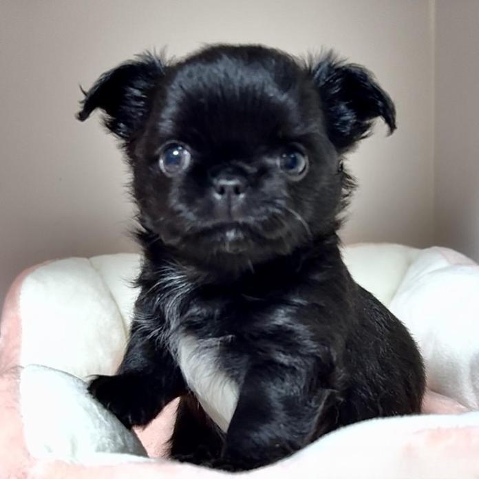 チワワ(ロング)(東京都・女の子・2026/03/13・ブラック＆ホワイト)の子犬情報! | 内藤 めぐみブリーダー(1337)