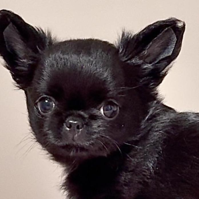 チワワ(ロング)(1337)の子犬情報