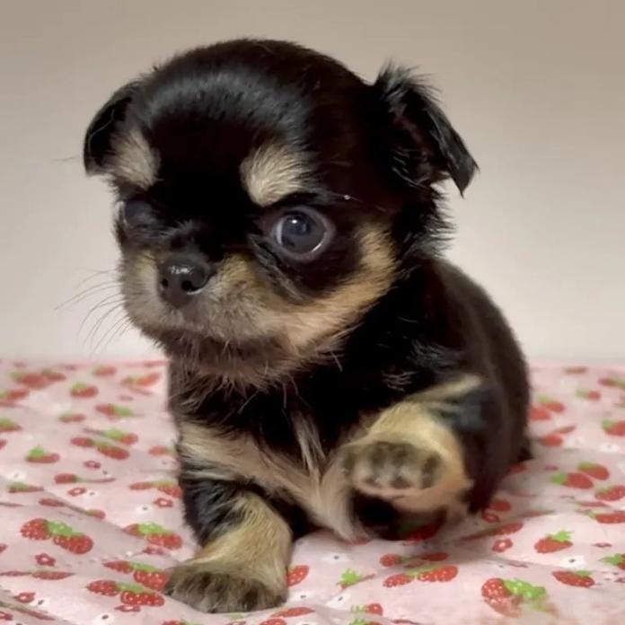 チワワ(ロング)(東京都・女の子・2026/03/13・ブラックタン)の子犬情報! | 内藤 めぐみブリーダー(1338)