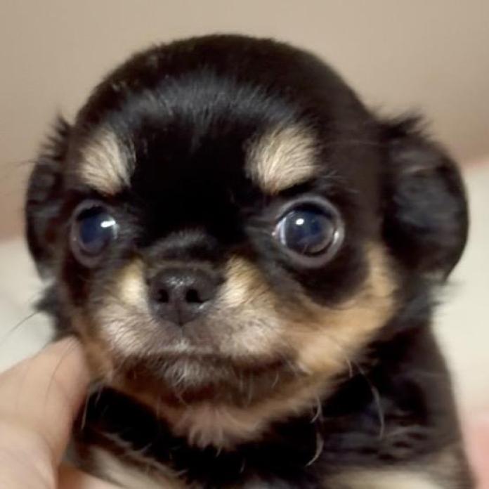 チワワ(ロング)(東京都・女の子・2026/03/13・ブラックタン)の子犬情報! | 内藤 めぐみブリーダー(1338)