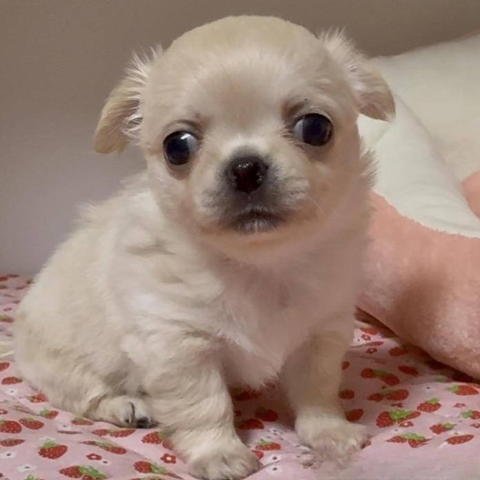 チワワ(ロング)(東京都・女の子・2026/03/18・クリーム)の子犬情報! | 内藤 めぐみブリーダー(1375)