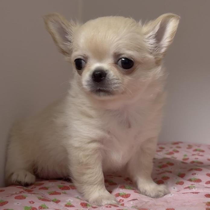 チワワ(ロング)(1375)の子犬情報