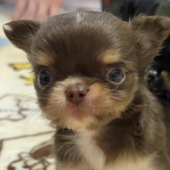 チワワ(ロング)(1445)の子犬情報
