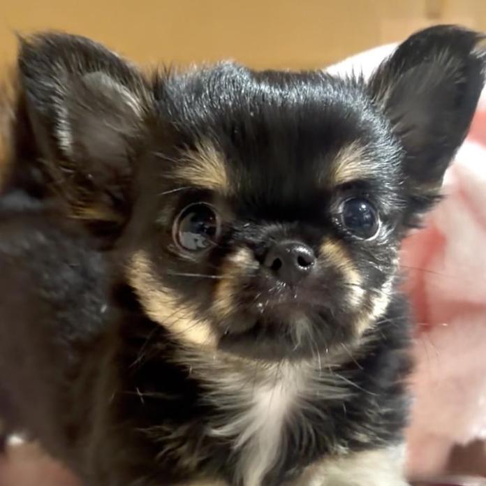 チワワ(ロング)(1486)の子犬情報