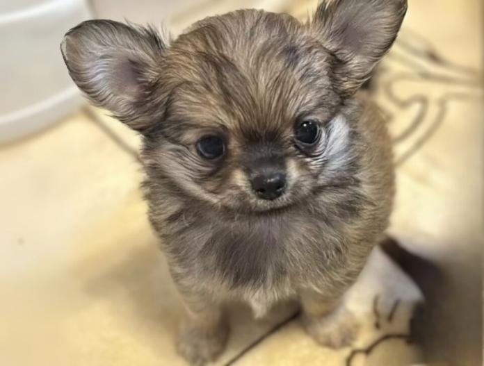 犬のプロフィール画像