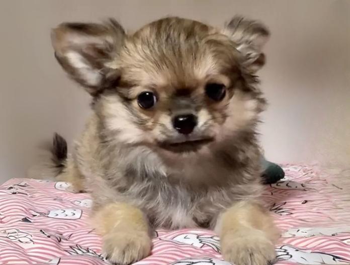 犬のプロフィール画像
