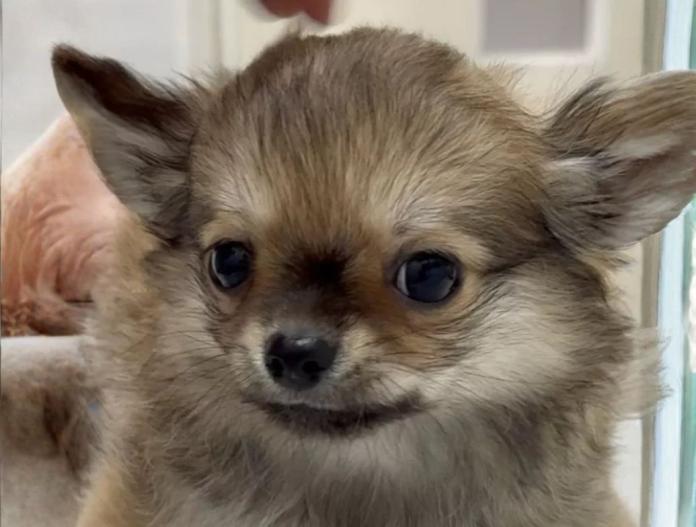 犬のプロフィール画像