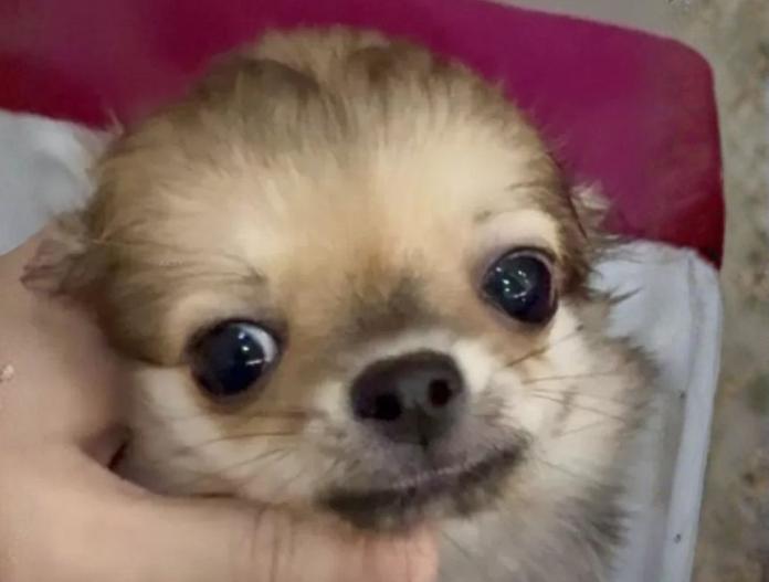 チワワ(ロング)(東京都・男の子・2025/07/30・フォーン)の子犬情報! | 内藤 めぐみブリーダー(635)