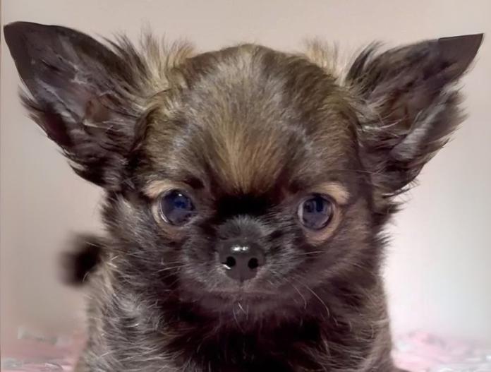 犬のプロフィール画像