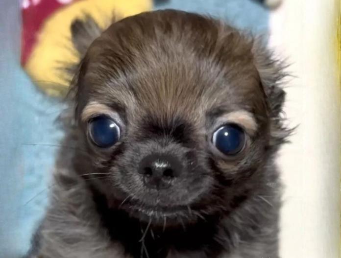 チワワ(ロング)(東京都・男の子・2025/07/30・セーブル)の子犬情報! | 内藤 めぐみブリーダー(636)